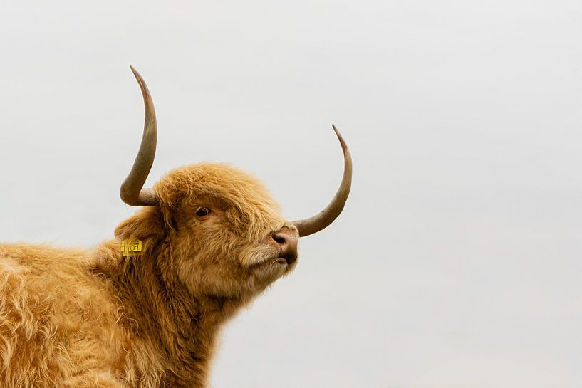 Scottish highland cow by 7.2 Photography