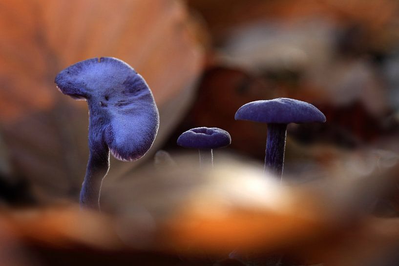 Herbstliche Atmosphäre 01 von Cees van Gastel