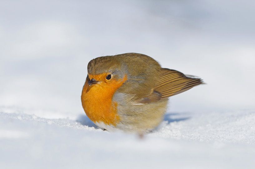 Robins dans la neige par Remco Van Daalen