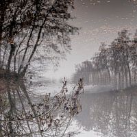 Mysterious reflection of trees in water