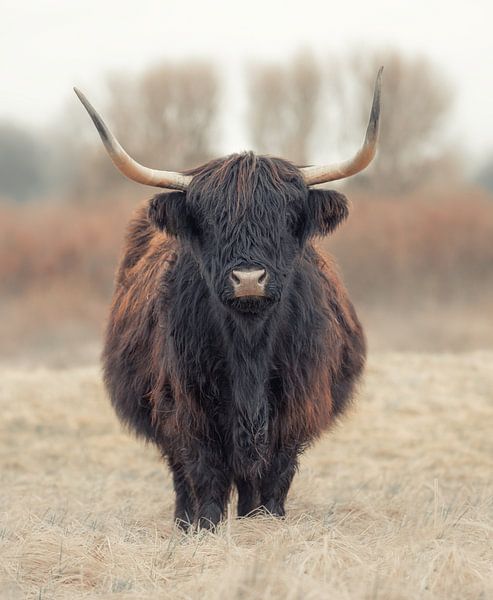 Schottischer Highlander von Karel Ton