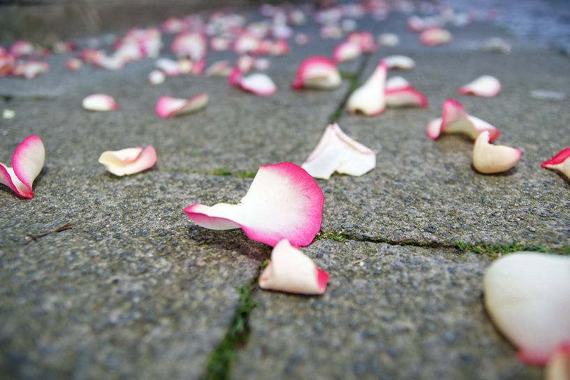 Rose petals on the footpath by Tom Van Dyck