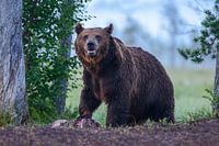 Der König (männlicher Braunbär)