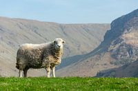 Sheep in the mountains