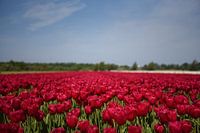 Les tulipes rouges dans la région des bulbes