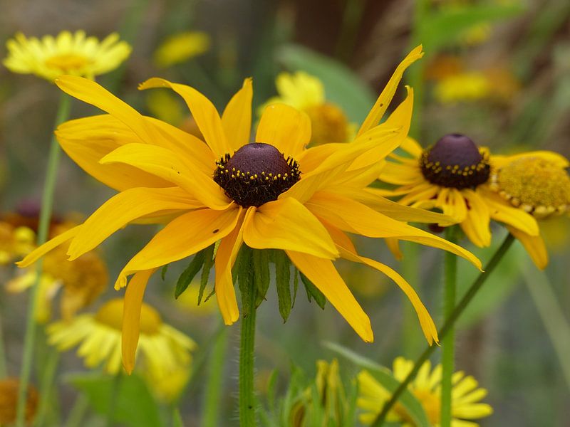 gele bloemen von Gonnie van Hove