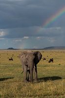 Elefant unter dem Regenbogen
