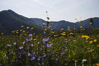 Flowers with mountains in the background