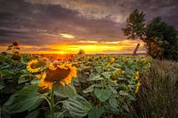 Sunflower field at sunset