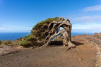 Berühmter Baum El Sabinar auf El Hierro, Kanarische Inseln