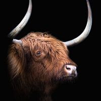 Schottischer Highlander