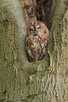 Tawny Owl sitting in a nesting hole in a tree  (Strix aluco).