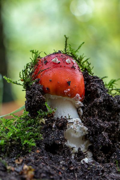 New mushroom. by Anjo ten Kate