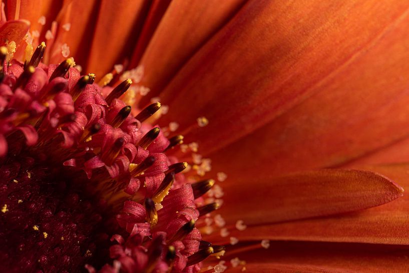 Macro photographie : Le cœur d'un gerbera rouge-orange par Marjolijn van den Berg