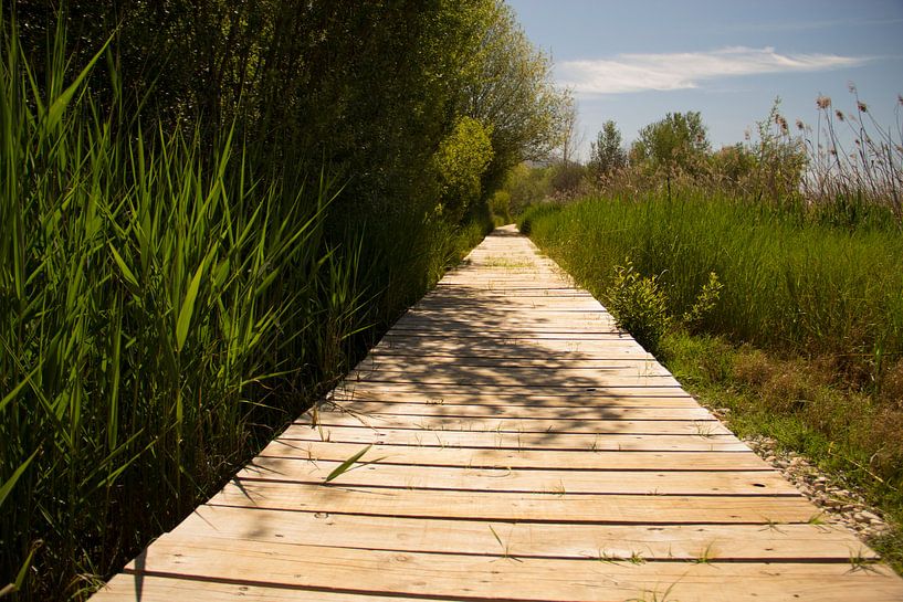 Lake Road by Cornelis (Cees) Cornelissen