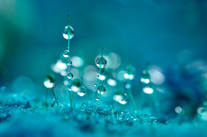 Droplets on moss by Corinne Welp