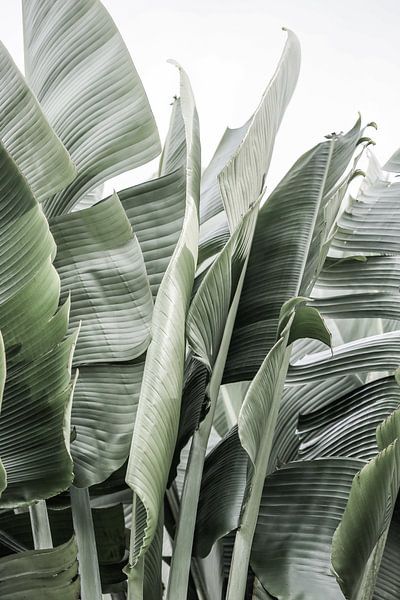 Banana Leaves In Soft Lighting by Shot by Clint