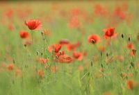 poppy field in the forest / love of nature