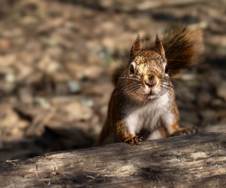Series Squirrel by Lens_en_Dier/Vizier Fotografie