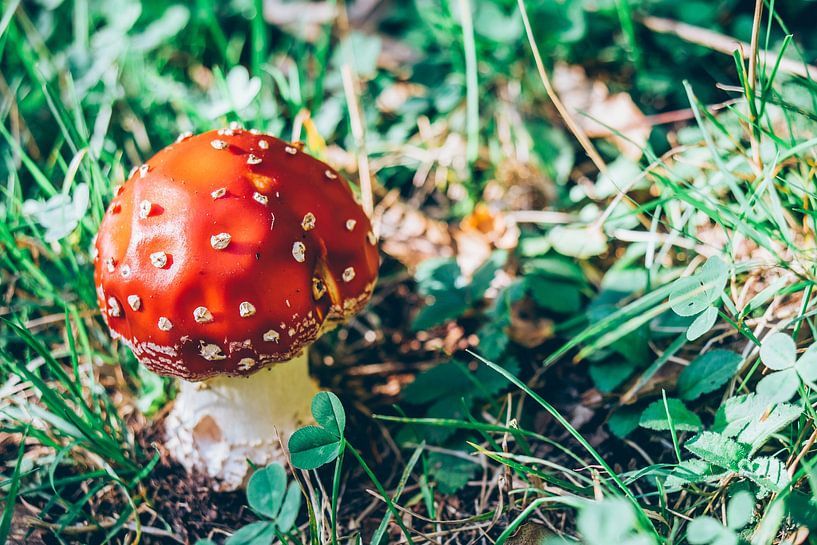 Fly agaric by Patrycja Polechonska