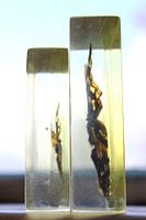 Gevangen vlucht -Vlinders in plexiglas