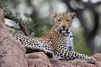 Porträt eines Leoparden (Panthera pardus) auf einem Felsen