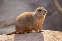 Präriehund auf Stein