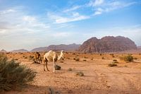 Chameaux dans les montagnes accidentées du Wadi Rum en Jordanie, entre falaises de grès et plaines désertiques.