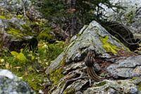 Offended ground-squirrel, Canada