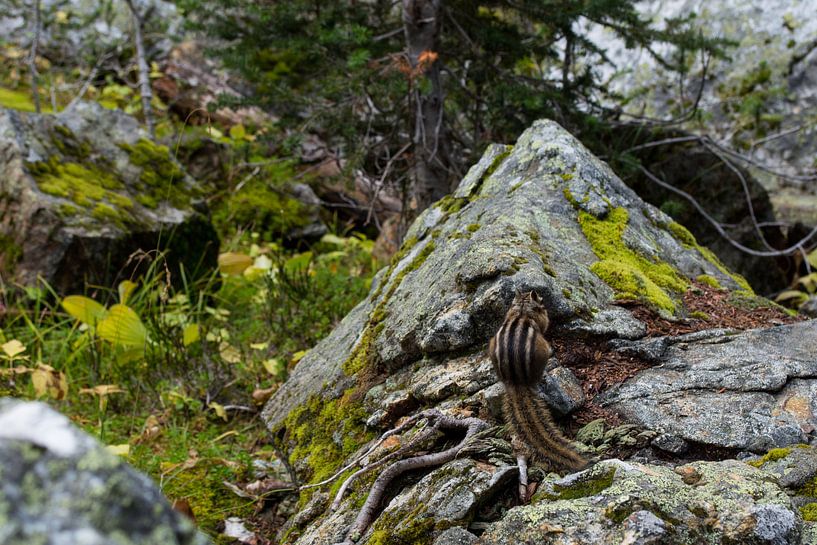 Offended ground-squirrel, Canada by Milou Mouchart