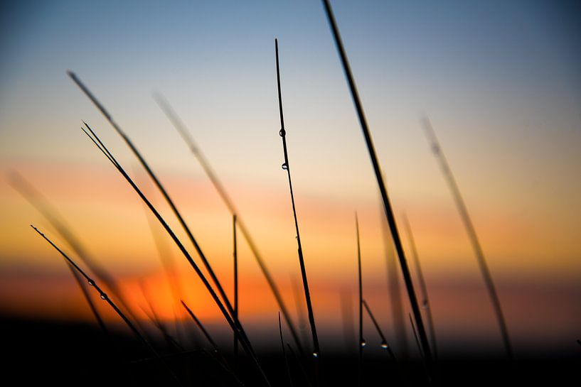 Morgentau von Eva Overbeeke