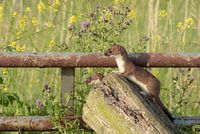Twee hermelijnen op de uitkijk in het zonnetje