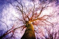 Buche in der Abendsonne