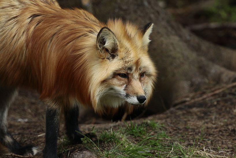 Fox in Norway by Ronald Kromkamp
