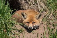 Vos, Dier, Natuur,Wildlife, 