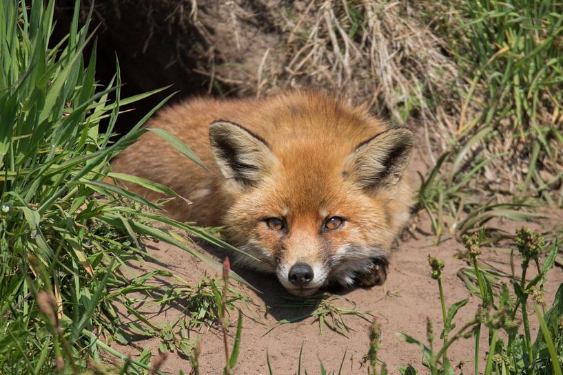 Vos, Dier, Natuur,Wildlife,  by matthijs van eerden