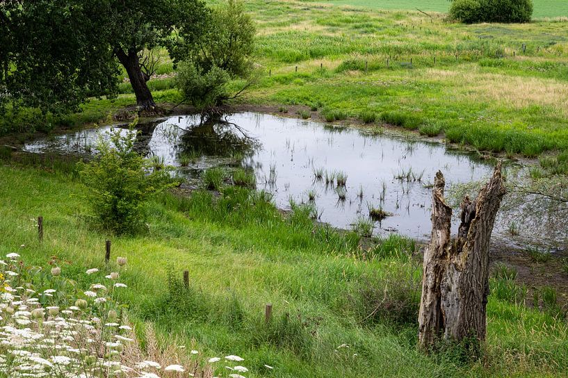 Blick über das natürliche Überschwemmungsgebiet mit landwirtschaftlichen Feldern und Feuchtgebieten von Werner Lerooy