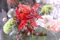 Blumen artikulieren Träume