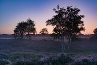 Heideland bei Sonnenaufgang