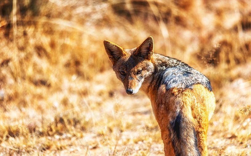 Chacal à dos noir par Aad Clemens