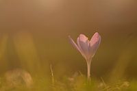 Crocus in backlight in golden hour