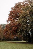 Herbst im Park