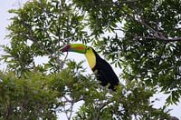 Zwavelborsttoekan in boom