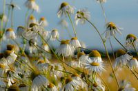 Camomille au soleil du soir
