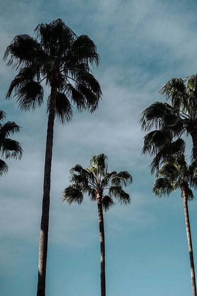 Palm trees by AIM52 Shop