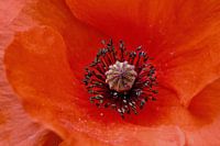 coquelicot