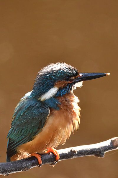 IJsvogel op tak met oranje achtergrond von Sascha van Dam
