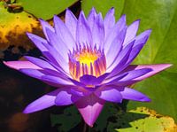 Purple lotus with light in it