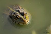 Grüner Frosch