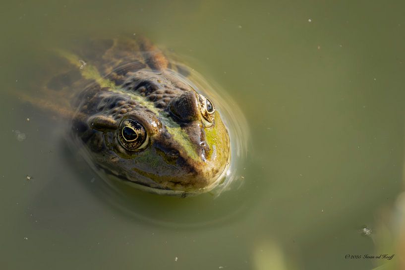 Grüner Frosch von Iwan van den Hooff